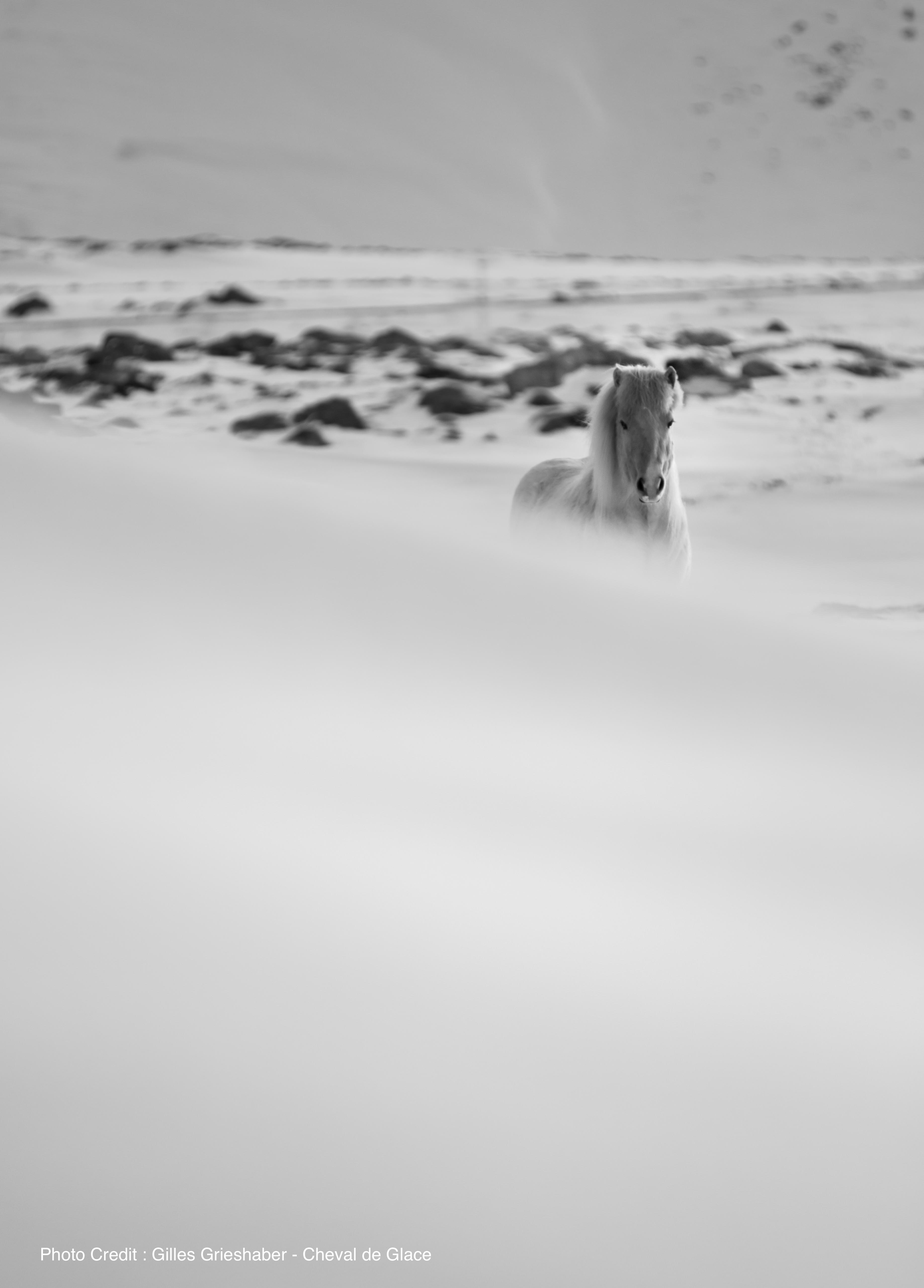 Choisir la meilleure couverture pour son cheval